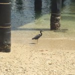 Un autre oiseau, croisé sur la plage