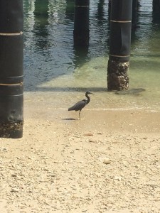 Un autre oiseau, croisé sur la plage